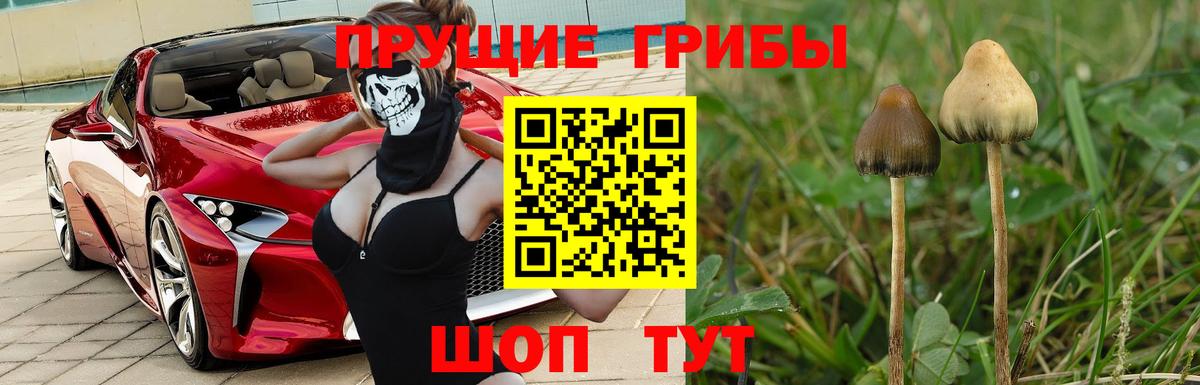 как найти закладки  Псилоцибиновые грибы Psilocybe  Галлюциногенные грибы Psilocybe  Вход с VPN  Чистополь 